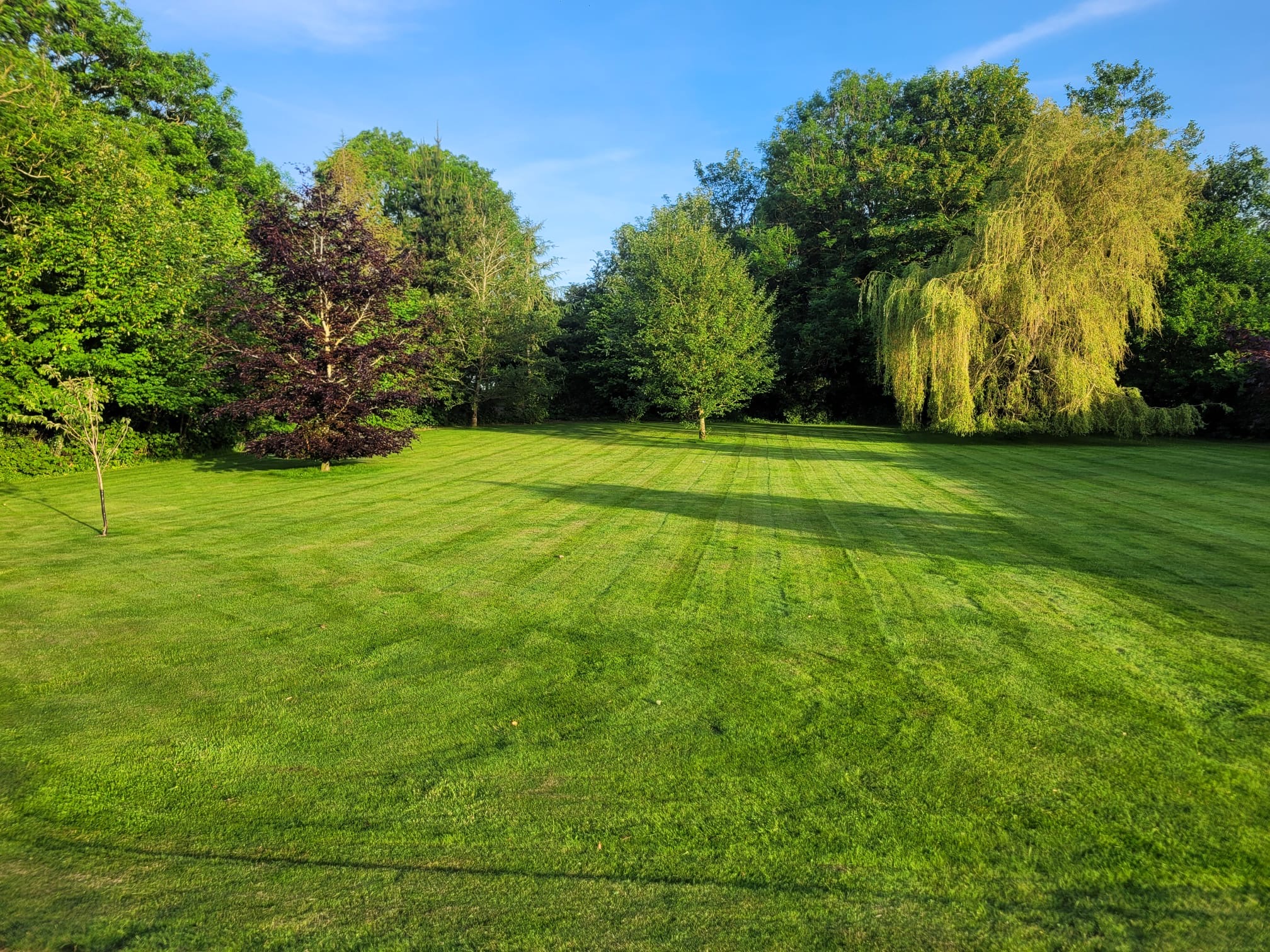 The residential garden that Option 7 would cut through — mature native trees including oak, ash and willow, established over decades